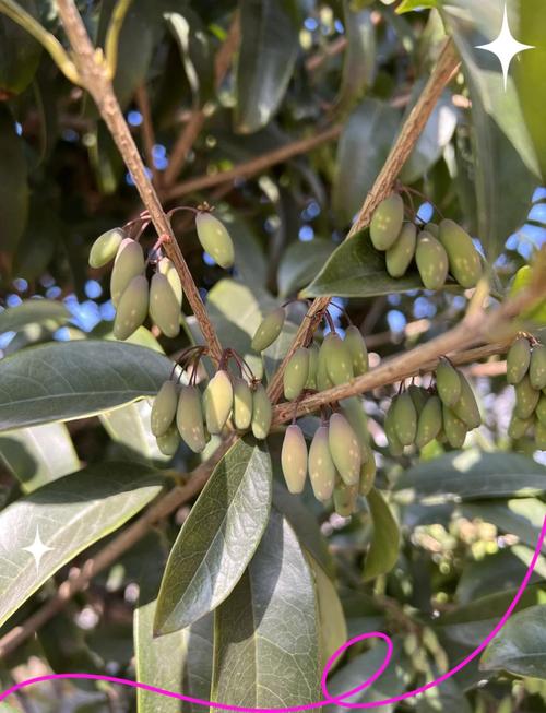 桂花籽的多种用途:从播种繁殖到生活妙用 结语