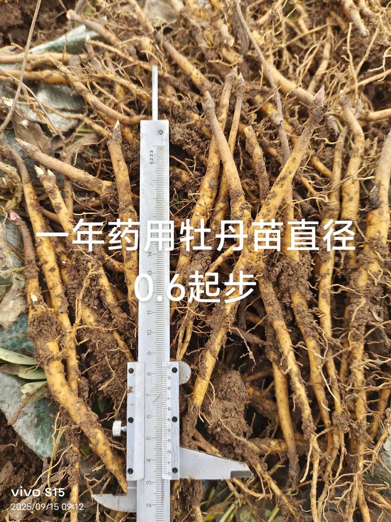 二、品种真实性核查：三招识破“李鬼”