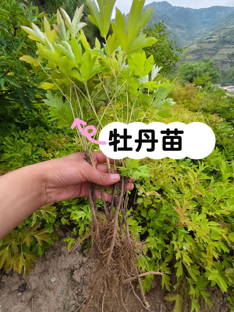 三、规格标准量化解读：拒绝“口头承诺”