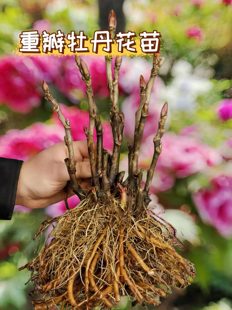 四、根系健康与运输方案：保证成活率的关键