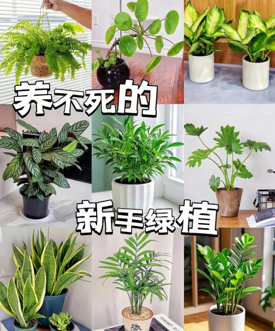 家里什么绿植最好养？5种新手不踩坑的室内绿植推荐