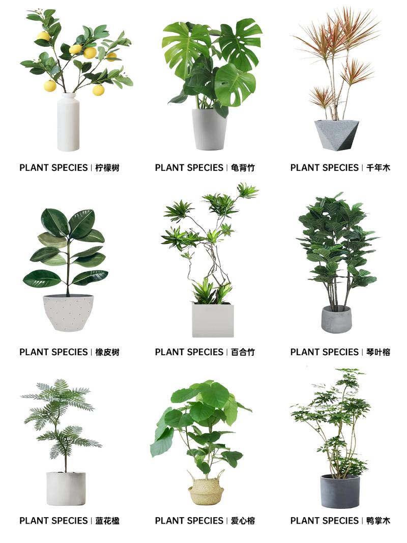 总结：新手养护黄金法则