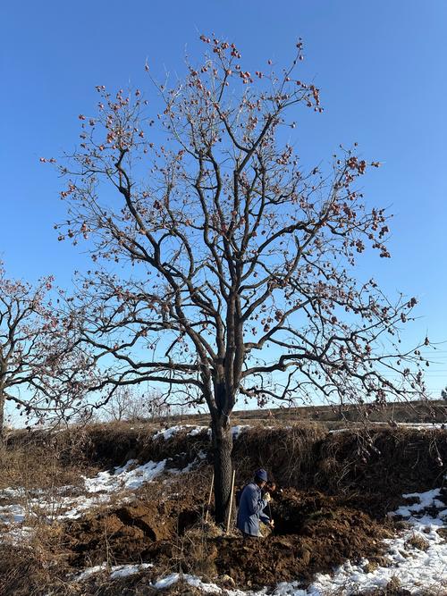 屋后可以种柿子树吗?从选址到成活的完整种植指南 四、栽植深度:根茎结合部必须与地面平齐