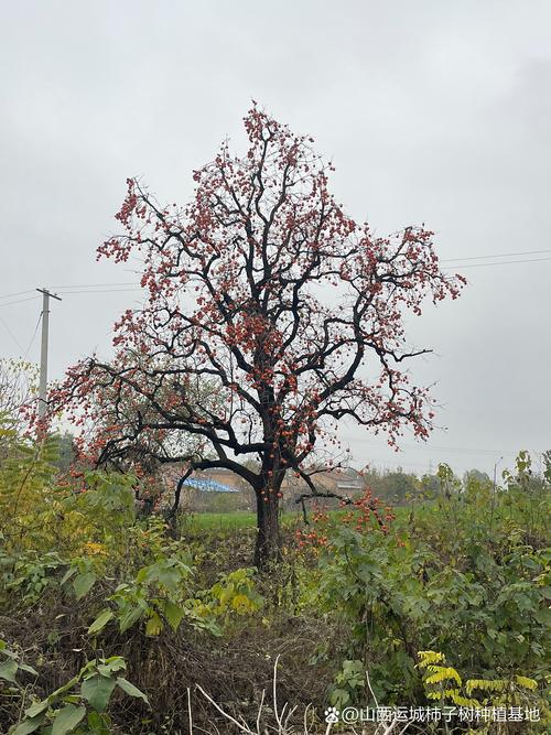 屋后可以种柿子树吗?从选址到成活的完整种植指南 五、浇定根水:一次浇透,不积水