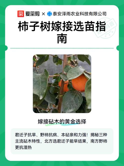 屋后可以种柿子树吗?从选址到成活的完整种植指南 六、缓苗管理:前7天是关键期