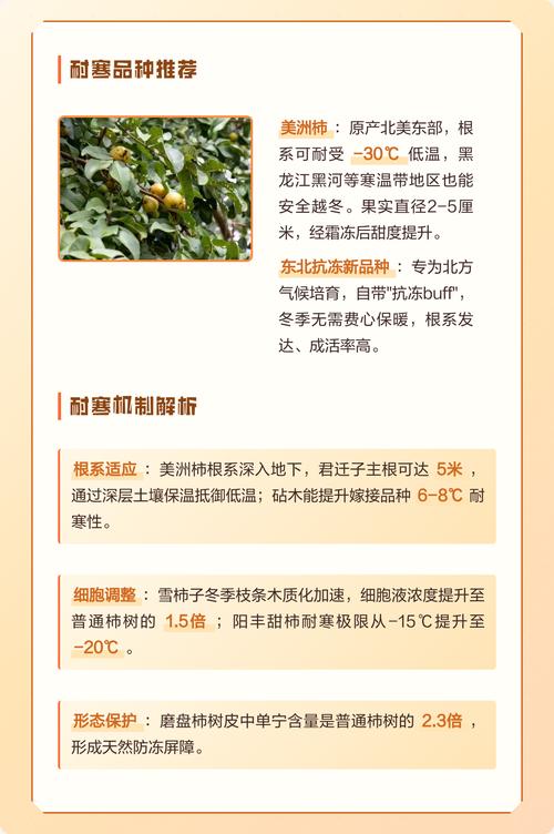 屋后可以种柿子树吗?从选址到成活的完整种植指南 七、成活注意事项及后续管理