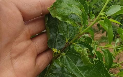 枣树常见病虫害诊断与防治全指南