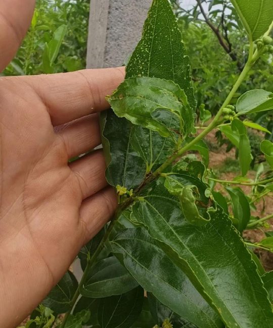 枣树常见病虫害诊断与防治全指南