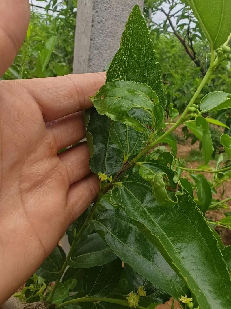 枣树常见病虫害诊断与防治全指南