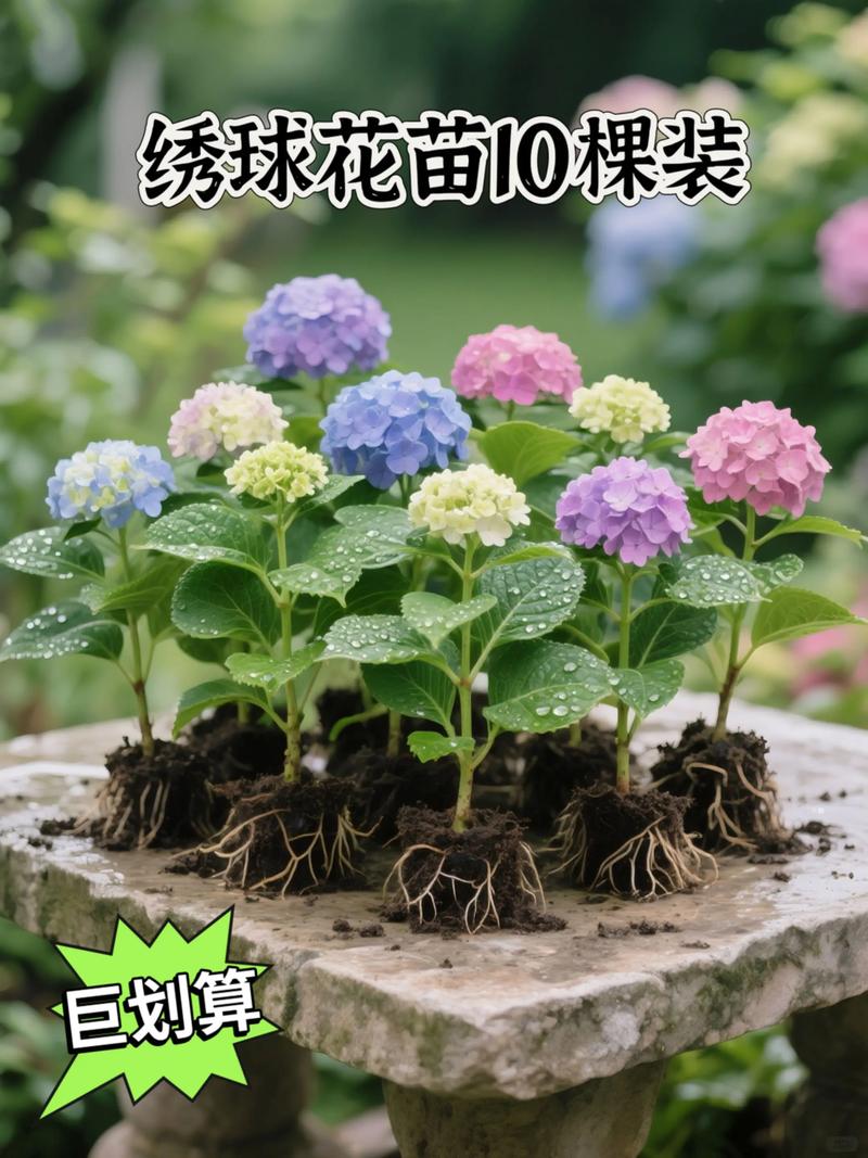 怎么养好绣球花盆栽？一份家庭园艺养护指南