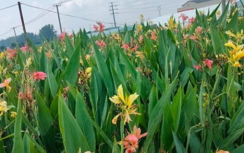 美人蕉花期多长时间？从6月到10月的持久开花技巧