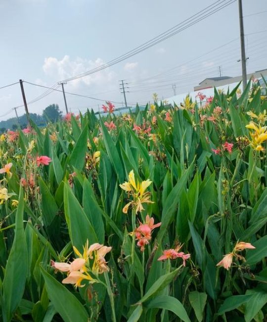 美人蕉花期多长时间？从6月到10月的持久开花技巧