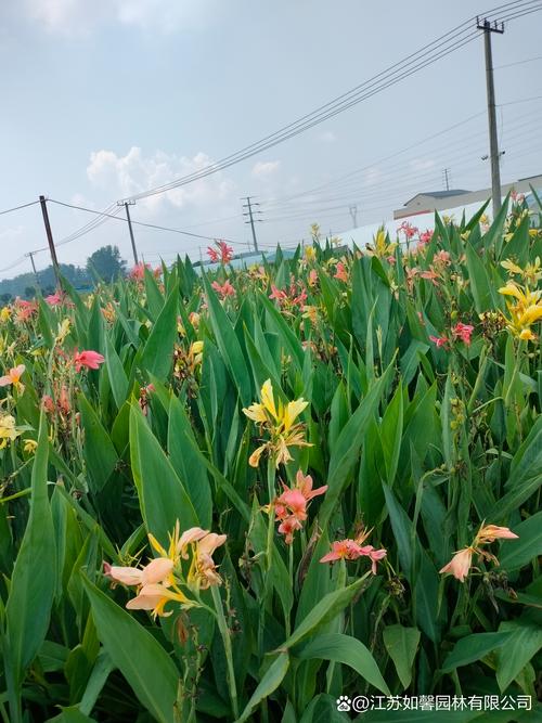美人蕉花期多长时间?从6月到10月的持久开花技巧 美人蕉花期多长时间?从6月到10月的持久开花技巧