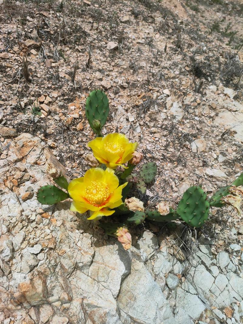 三、仙人掌花的常见颜色和观赏特点