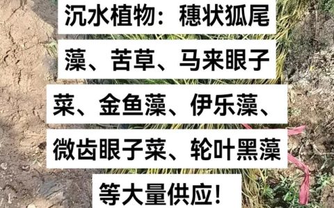 苦草价钱多少？2026年沉水植物价格区间与影响因素详解