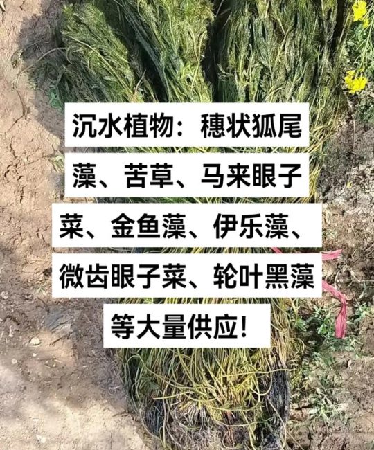 苦草价钱多少？2026年沉水植物价格区间与影响因素详解
