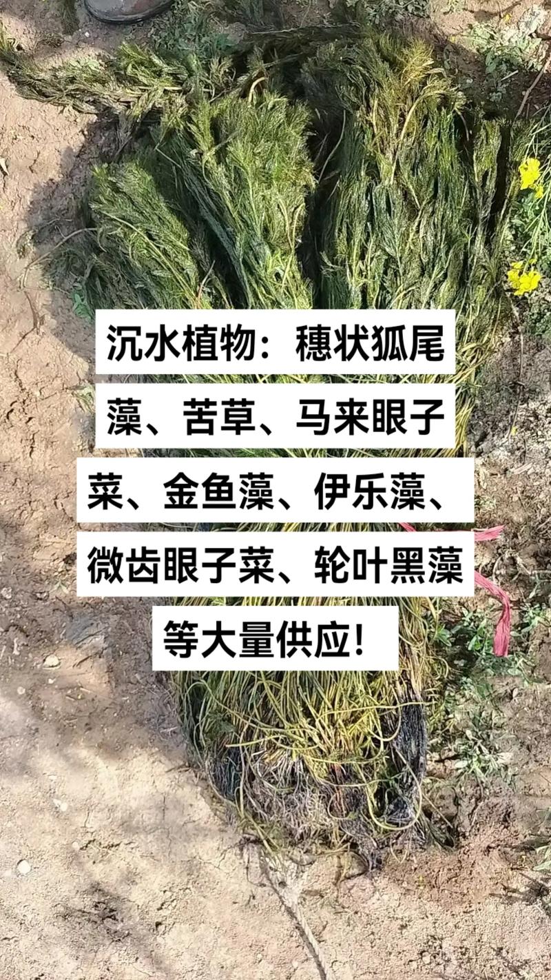 苦草价钱多少?2026年沉水植物价格区间与影响因素详解 规格决定单价:裸根苗与杯苗的价差