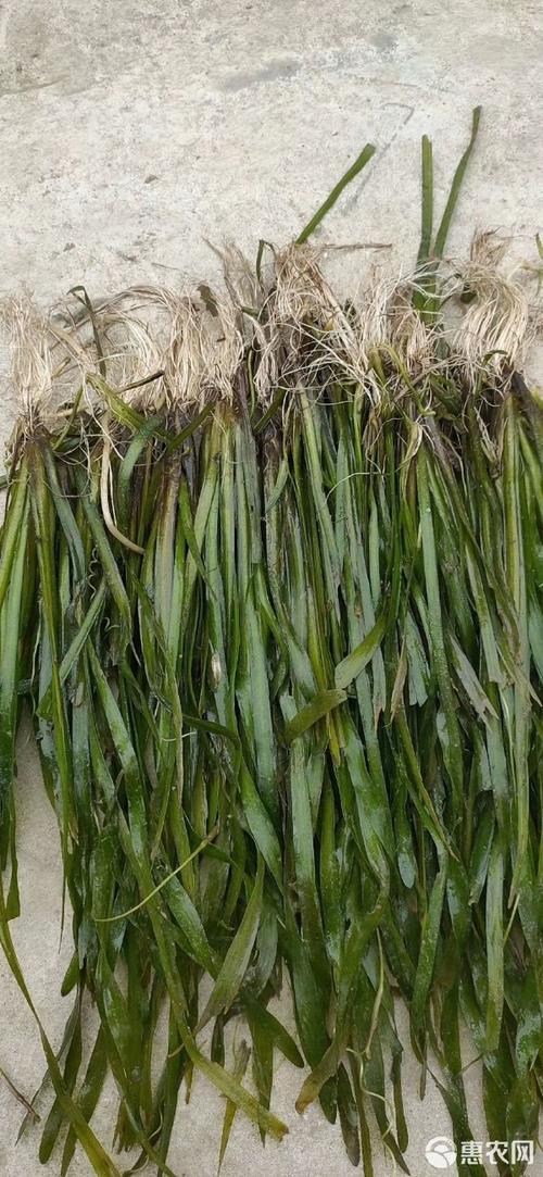 苦草价钱多少?2026年沉水植物价格区间与影响因素详解 如何根据您的需求询价?