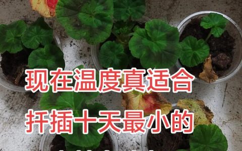 天竺葵扦插最简单方法：新手10天生根技巧与基质配比