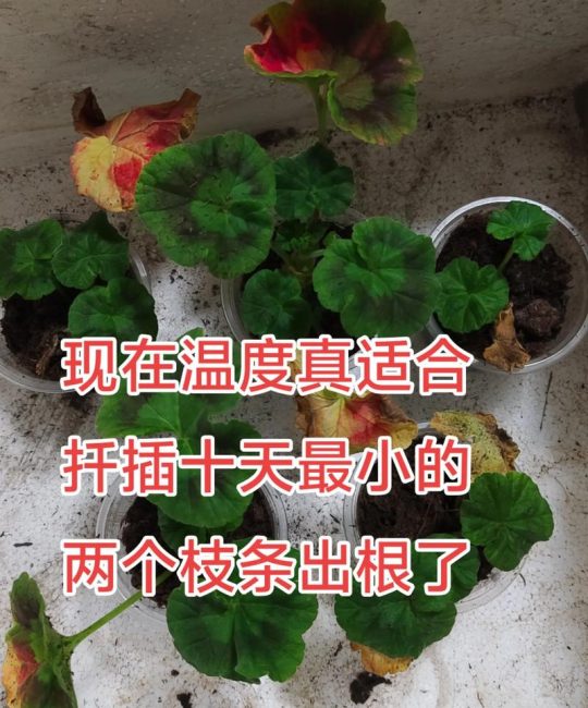 天竺葵扦插最简单方法：新手10天生根技巧与基质配比