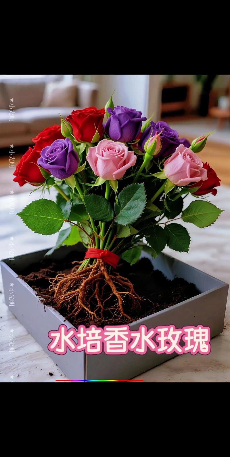 玫瑰花怎么在水里扦插:月季水插繁殖全流程参数化方案 玫瑰花怎么在水里扦插:月季水插繁殖全流程参数化方案