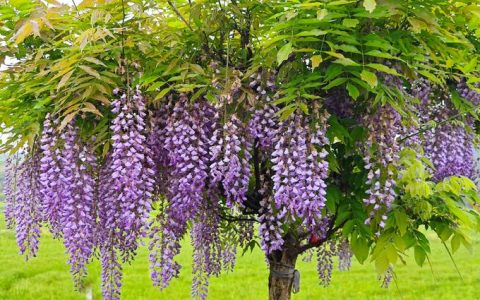 紫藤花多少钱？2026年最新价格参考与影响因素全解析