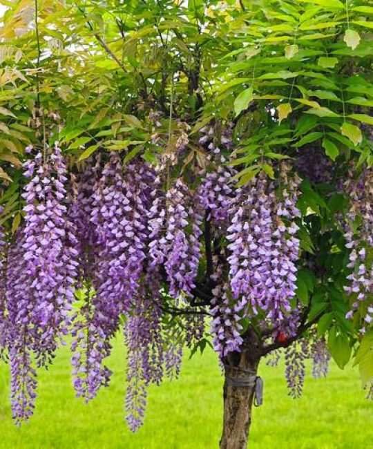 紫藤花多少钱？2026年最新价格参考与影响因素全解析