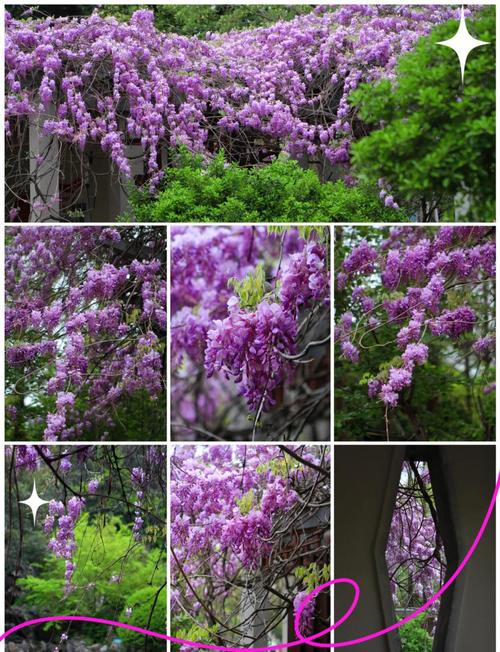 紫藤花多少钱?2026年最新价格参考与影响因素全解析 运输影响:物流成本占10%-30%