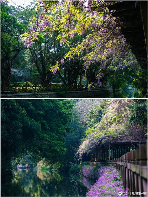 紫藤花多少钱?2026年最新价格参考与影响因素全解析 紫藤花价格咨询指南