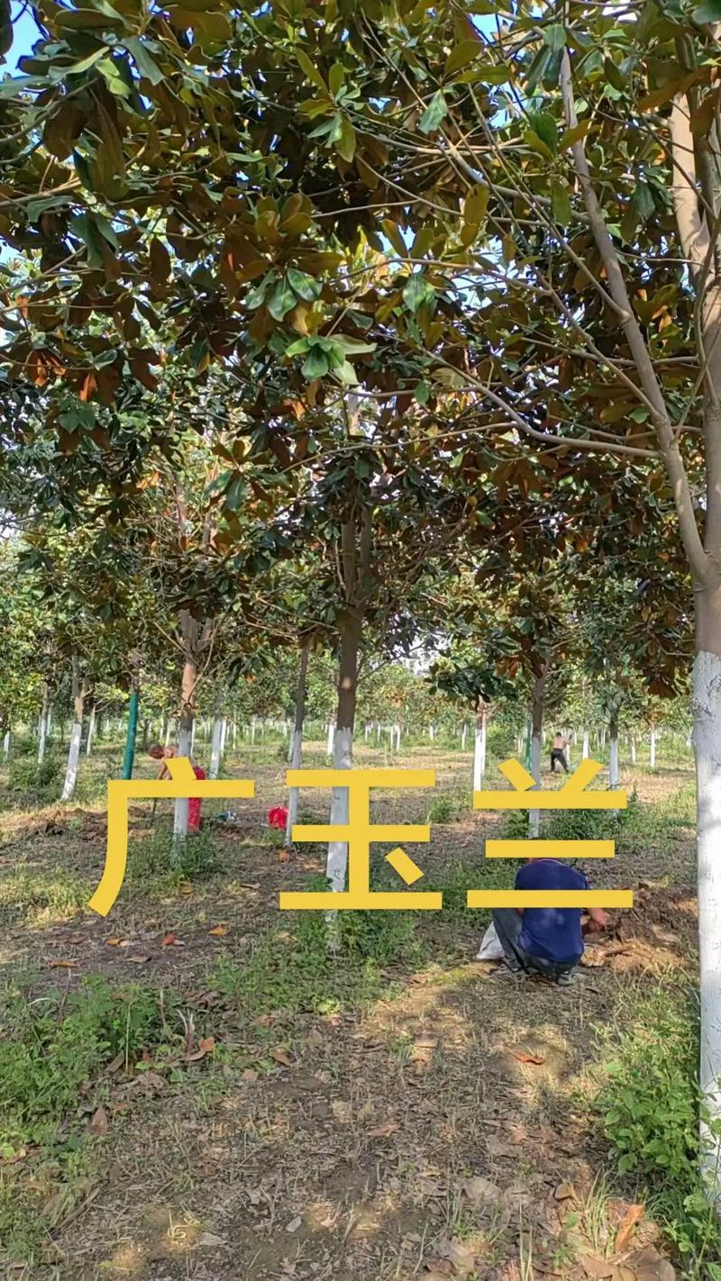 南北方落叶表现差异与养护对策