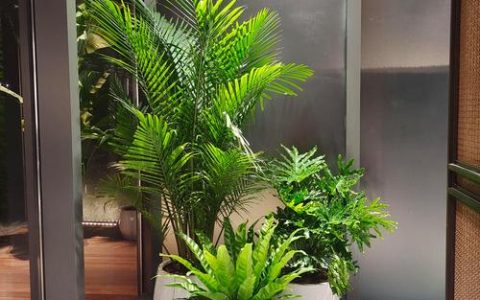 大门口盆景种什么？推荐这几种美观又易养护的植物