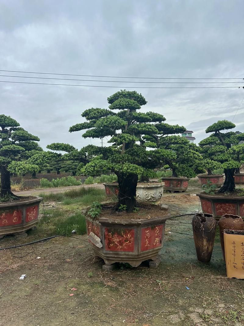 大门口盆景种什么?推荐这几种美观又易养护的植物 三、大门口盆景搭配与养护提醒