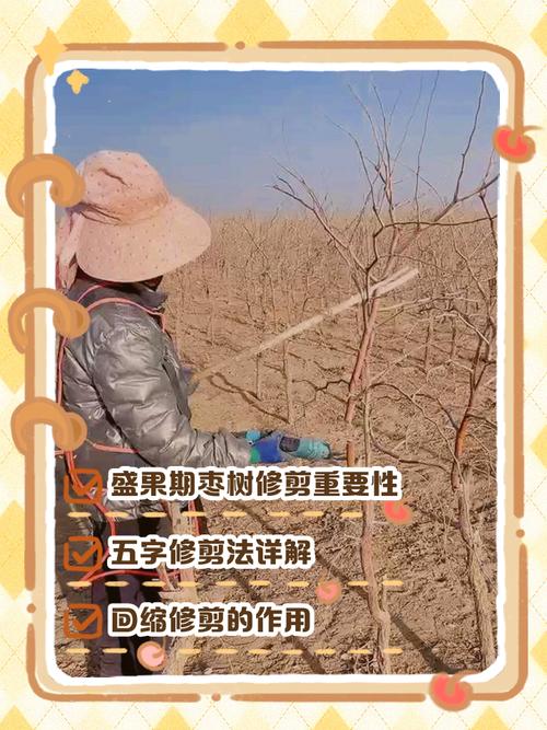 枣树主干可以锯掉,但必须满足树龄、季节和伤口处理三个条件 总结验证
