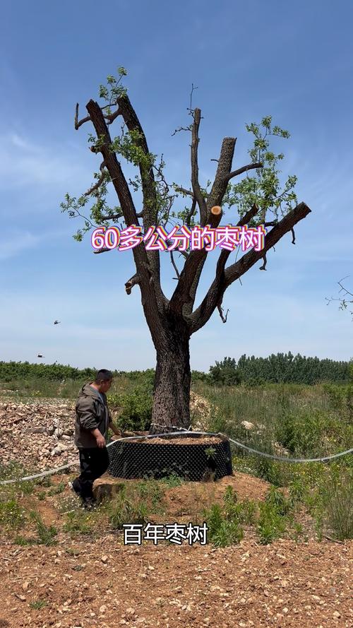 枣树主干可以锯掉,但必须满足树龄、季节和伤口处理三个条件 截干修剪的三大禁忌
