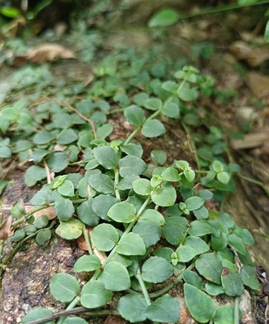藤条是什么植物？带你认识这种常见的木质藤本植物