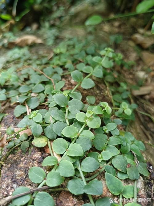 藤条是什么植物?带你认识这种常见的木质藤本植物 藤条是什么植物?带你认识这种常见的木质藤本植物