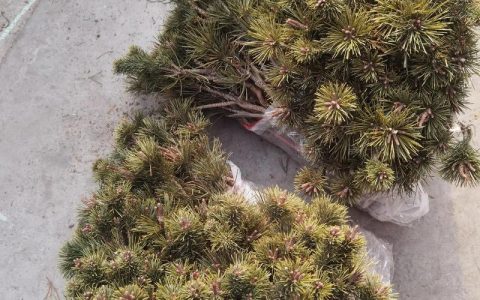 松树苗怎么种植方法？一篇讲透选时、栽植与缓苗七步指南