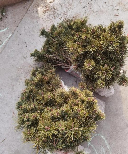 松树苗怎么种植方法？一篇讲透选时、栽植与缓苗七步指南
