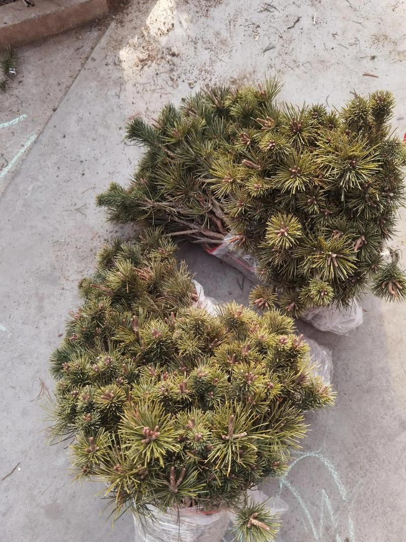 松树苗怎么种植方法?一篇讲透选时、栽植与缓苗七步指南 一、适宜时间:春秋两季最佳,地温是硬指标