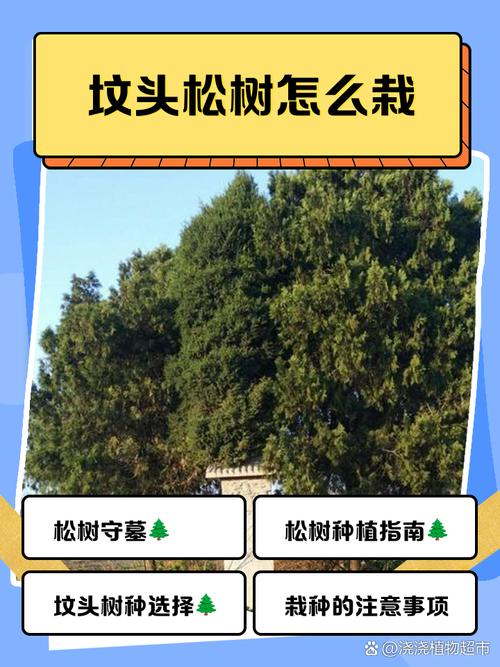 松树苗怎么种植方法?一篇讲透选时、栽植与缓苗七步指南 七、成活注意事项:监控萎蔫与渍水,及时补苗