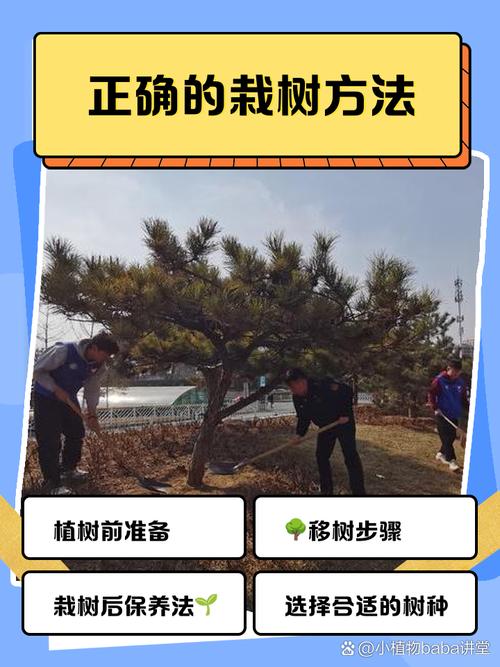 松树苗怎么种植方法?一篇讲透选时、栽植与缓苗七步指南 五、浇定根水:边栽边浇,一次浇透不积水
