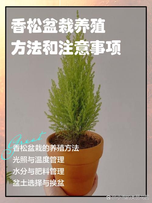 松树苗怎么种植方法?一篇讲透选时、栽植与缓苗七步指南 六、缓苗管理:前5天遮阴,控水不施肥