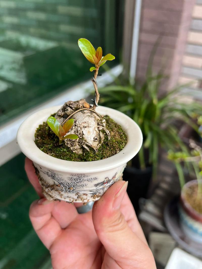 杨梅树能水培吗?——陆生木本的水培禁忌与水生植物替代方案 既然杨梅不能水培,庭院池塘或河道景观如何替代?