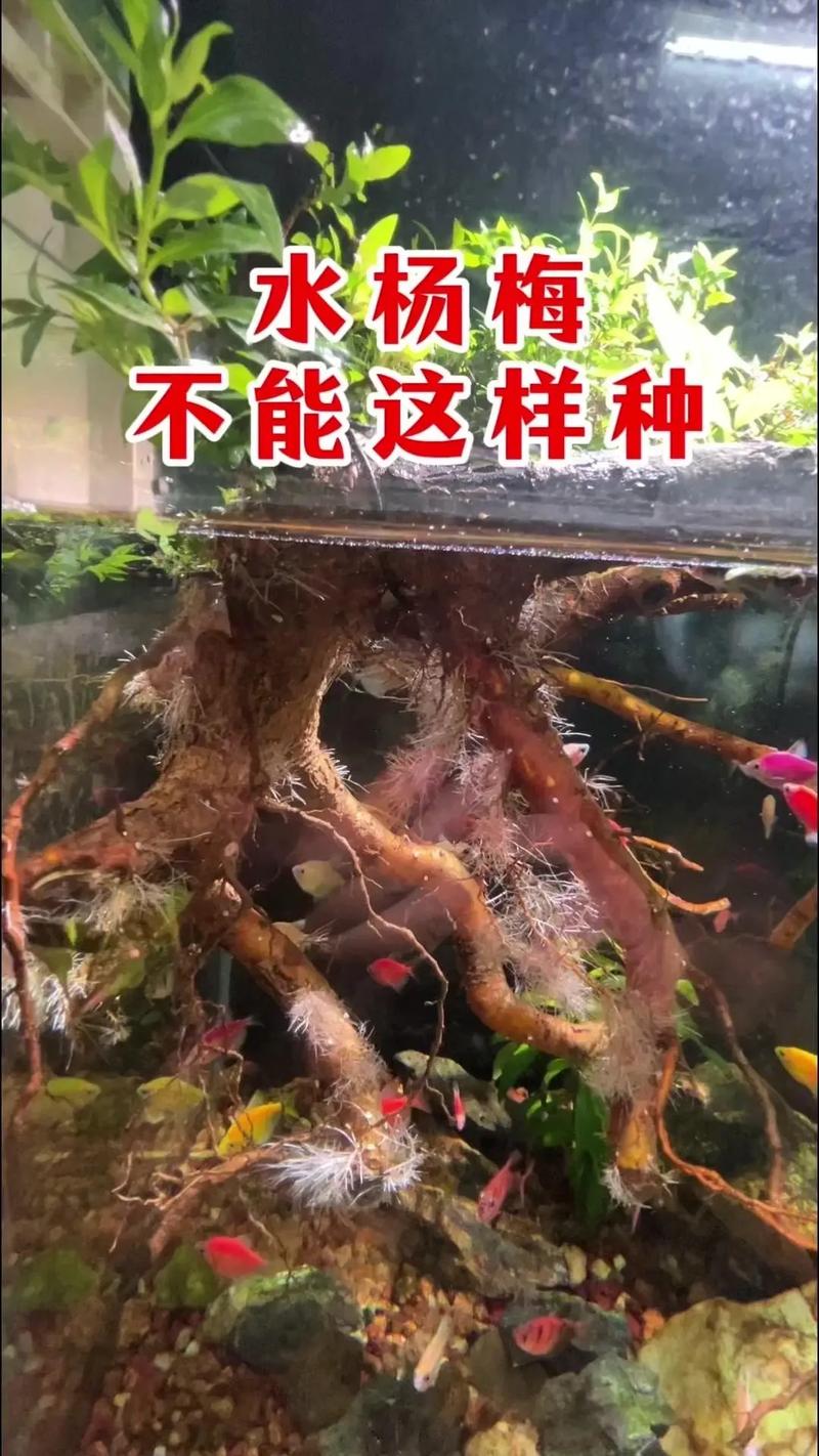 杨梅树能水培吗?——陆生木本的水培禁忌与水生植物替代方案 常见误区:关于“杨梅树水培”的3个错误认知