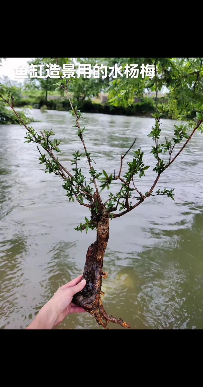 杨梅树能水培吗?——陆生木本的水培禁忌与水生植物替代方案 常见问题FAQ