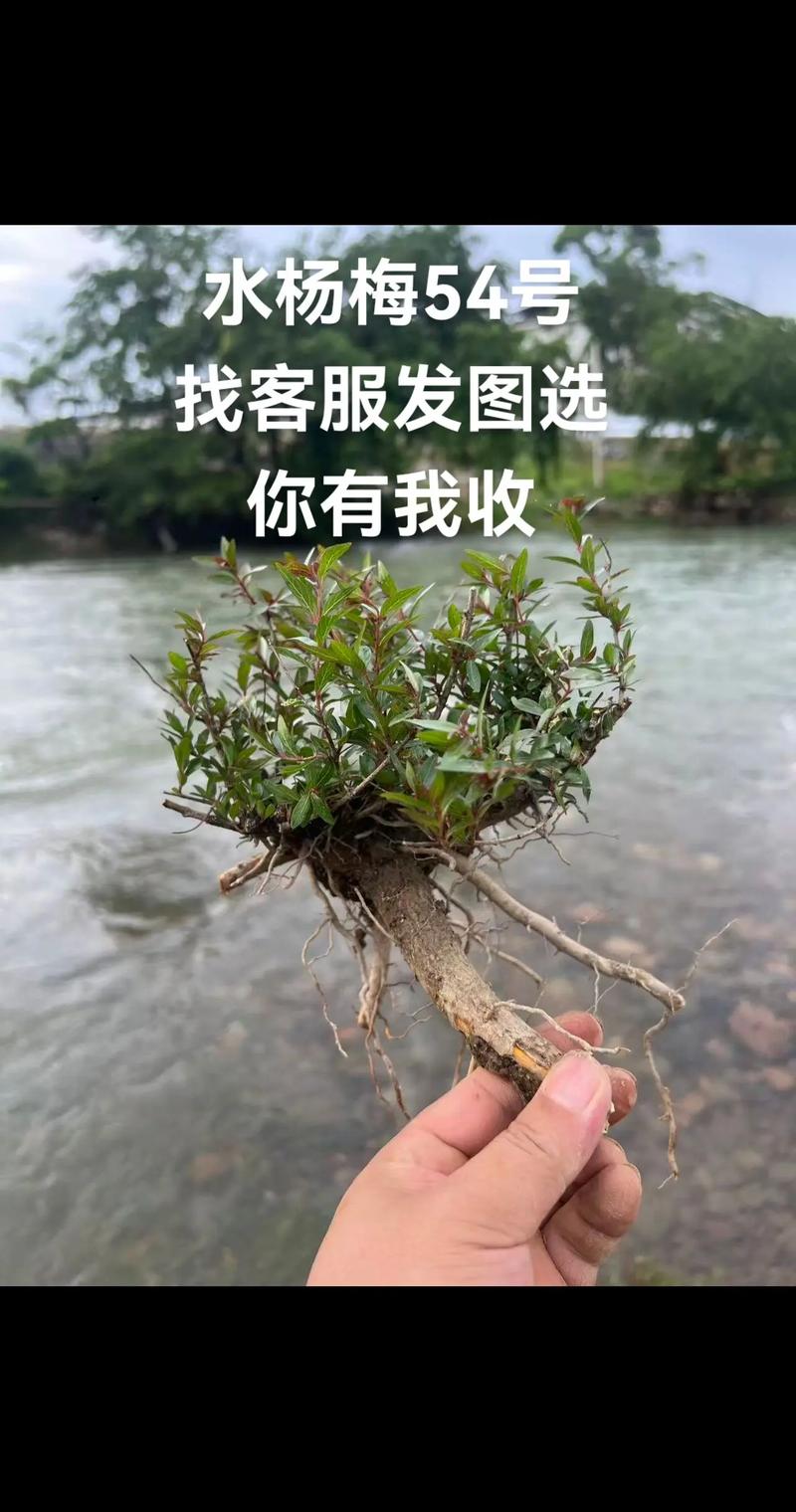 杨梅树能水培吗?——陆生木本的水培禁忌与水生植物替代方案 总结