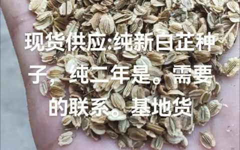 白芷种子采购渠道选择指南：从品种鉴定到售后保障的全流程核查方案