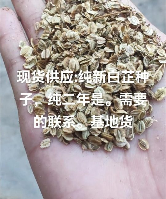 白芷种子采购渠道选择指南：从品种鉴定到售后保障的全流程核查方案