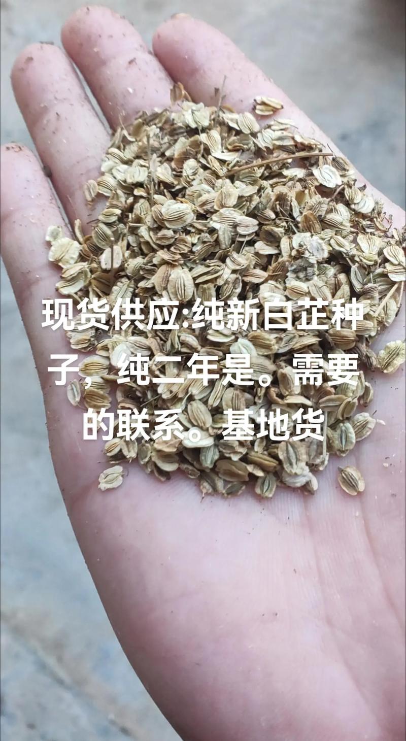 白芷种子采购渠道选择指南:从品种鉴定到售后保障的全流程核查方案 白芷种子采购渠道选择指南:从品种鉴定到售后保障的全流程核查方案