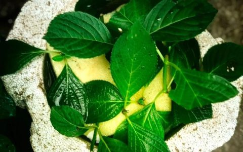 绣球花能水培吗？家庭水培与土培养护全攻略
